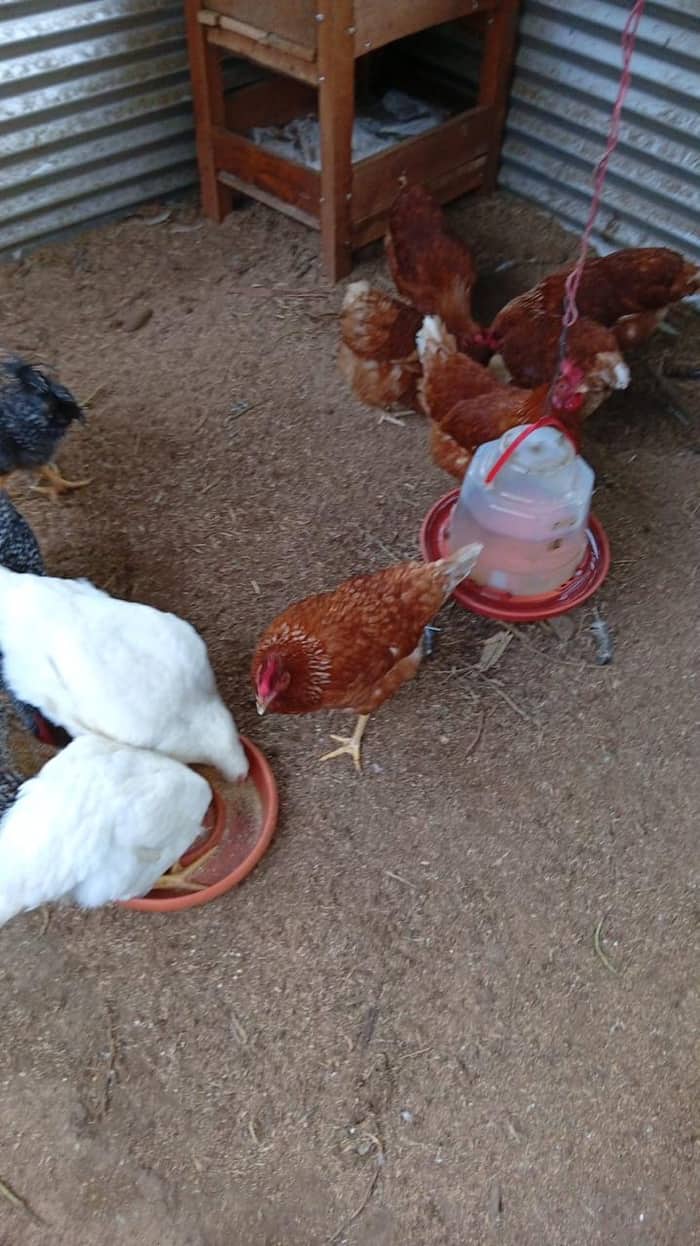 Gallinas de campo alimentándose en la finca