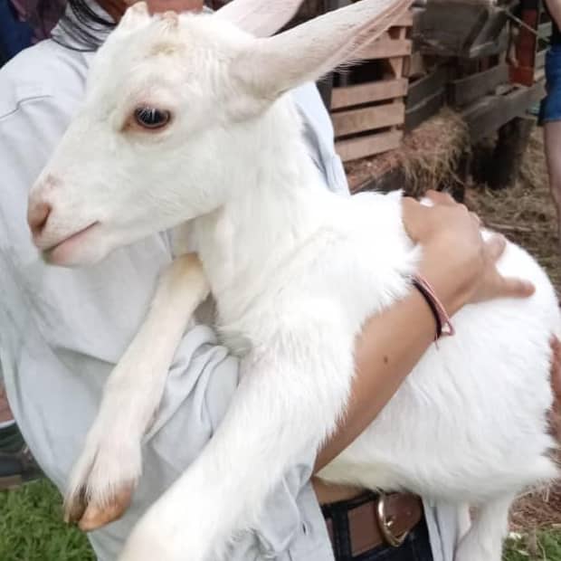 Una cabrita blanca criada en la finca